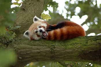Imagen de un panda rojo con su cola envuelta alrededor