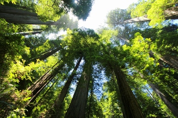 Bosque de secoyas