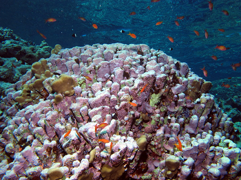 Algas corraline (algas rojas)