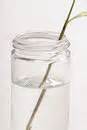 Un tallo de flor aparece roto en un vaso de agua.