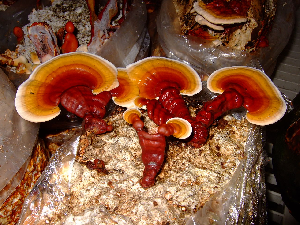 Imagen del hongo Reishi