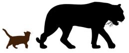 tamaño relativo de los animales