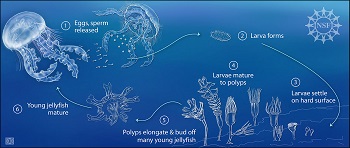 Ciclo reproductivo de las medusas
