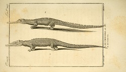 Especiación de reptiles