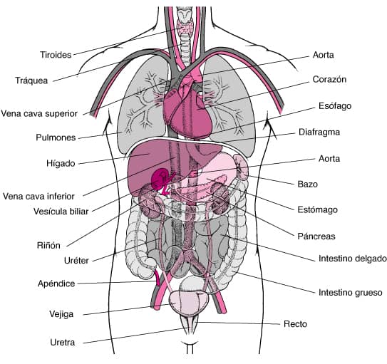 Un diagrama que representa algunos de los órganos del cuerpo humano. Los órganos están etiquetados.