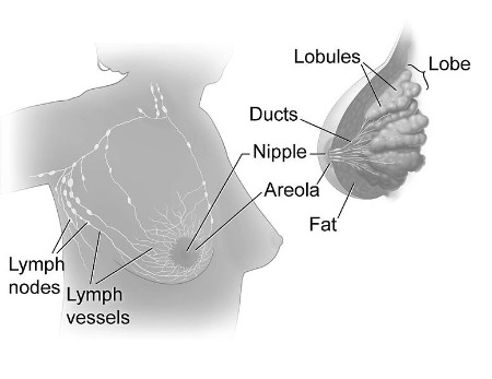 Un diagrama de la anatomía del seno, incluidos los conductos, el pezón, la areola, la grasa, los ganglios linfáticos y los vasos linfáticos.