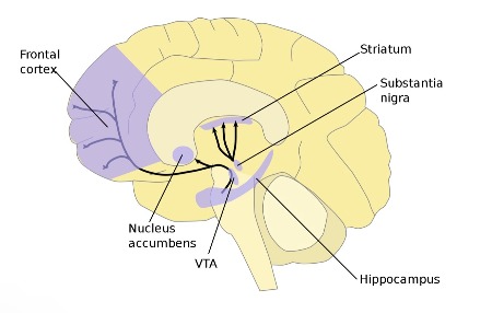 Un diagrama del cerebro que detalla la ubicación del núcleo accumbens en los ganglios basales.
