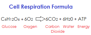 fórmula de respiración