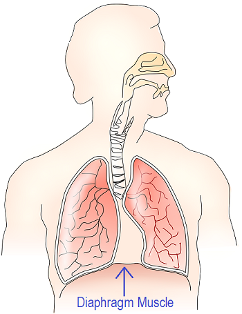 Sistema respiratorio