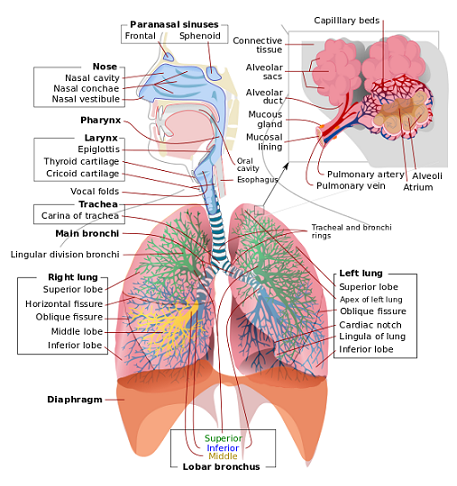 Sistema respiratorio
