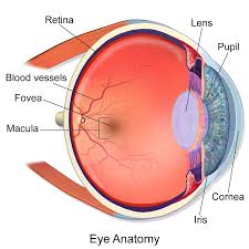 retina