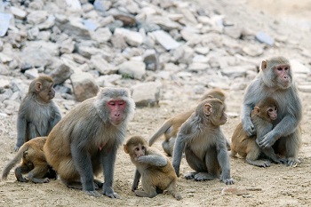 grupo de monos macacos rhesus