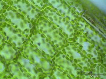 Células vegetales vistas con microscopio