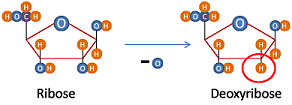 Estructura de ribosa y desoxirribosa