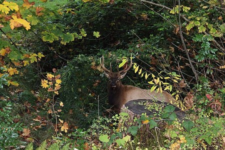 una imagen de un Roosevelt Elk entre algunos pinceles
