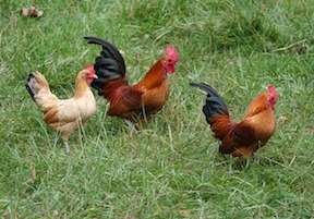 Gallo