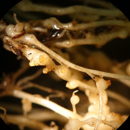Foto de crecimientos parásitos de nudos de raíz en las raíces de una planta