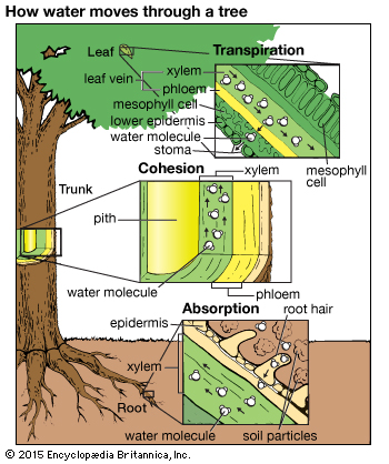 Explicación del movimiento del agua en una planta, comenzando con la absorción de agua por el sistema radicular.