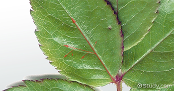 Hoja de rosa