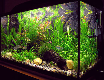 Acuario