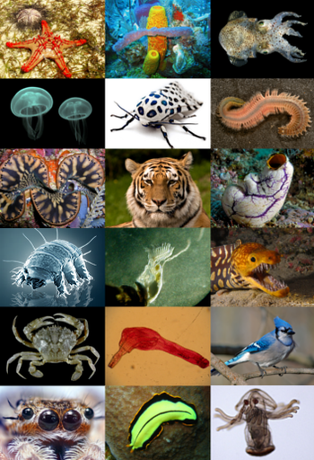 Zoología