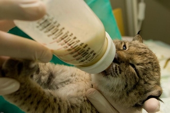 lince