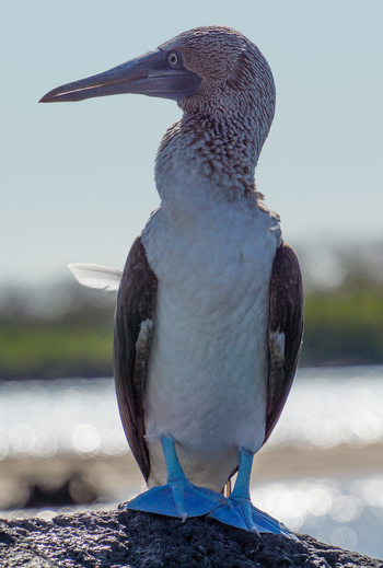 pájaro