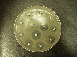 Difusión de disco. Las áreas claras alrededor de un disco muestran una falta de crecimiento bacteriano.
