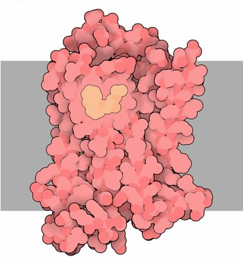 receptor