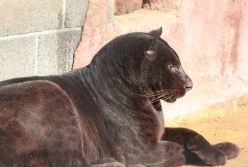 Leopardo melanístico