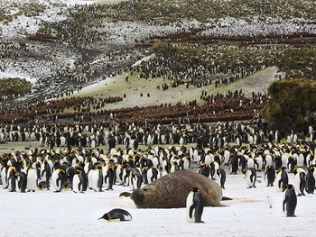 pingüinos