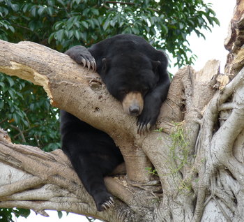 Sun Bear en un árbol.