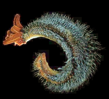gusano