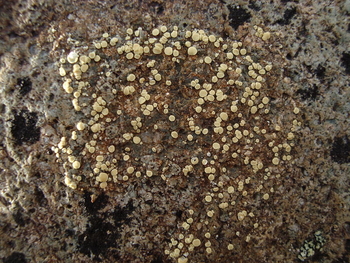 amarillo