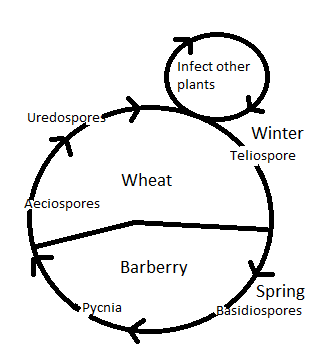 Ciclo vital