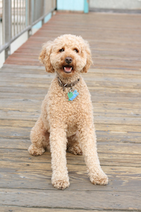 Labradoodle 