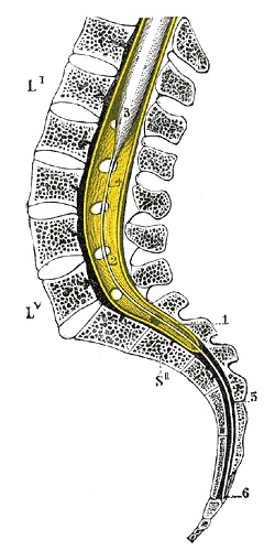 Médula espinal sacra