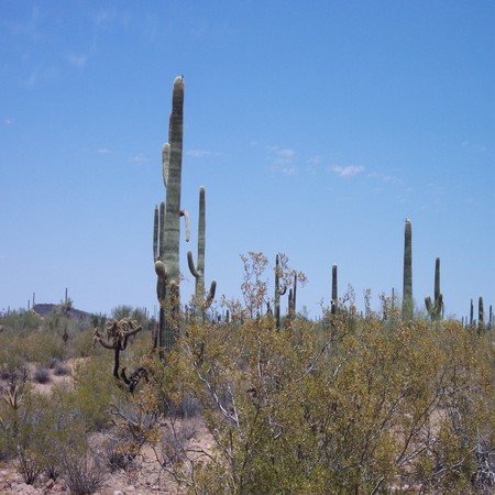 Los cactus viven en ambientes áridos y salados.