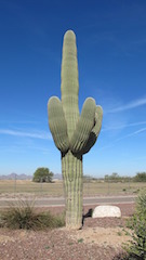 Cactus Saguaro