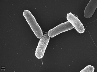 La salmonela, un tipo de bacteria, puede causar enteritis infecciosa.