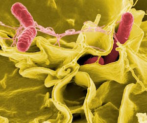 Bacterias Salmonella