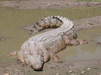 cocodrilo de agua salada
