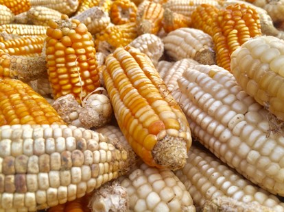 maíz contaminado con aflatoxinas en una instalación de almacenamiento