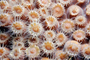 pólipos de coral 
