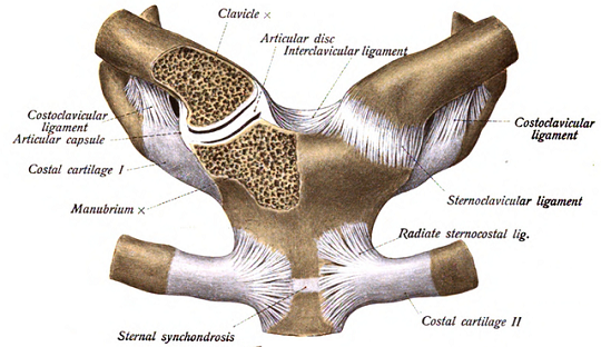Anatomía humana de la articulación esternoclavicular