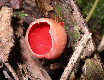 Gorra de elfo escarlata