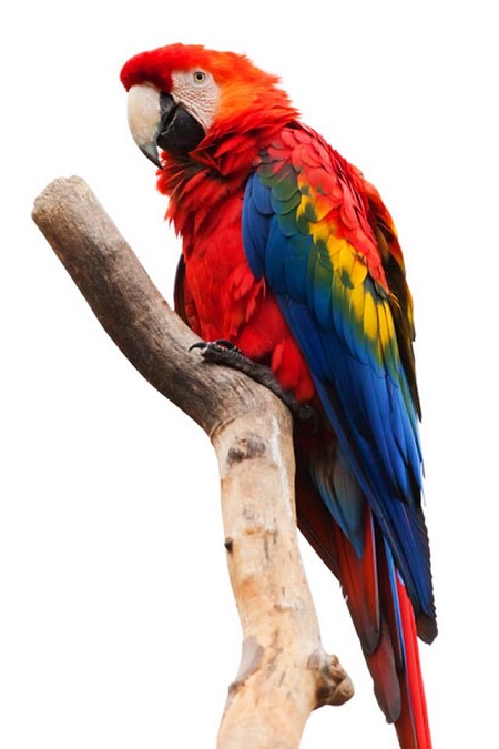 Una fotografía de una guacamaya roja.