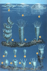 ciclo de gelatina