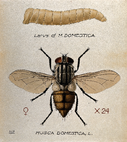 mosca doméstica