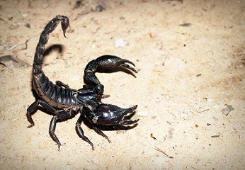 escorpión